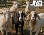 Goat Locket - Image 2